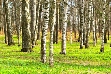 Trees in the forest in early spring.