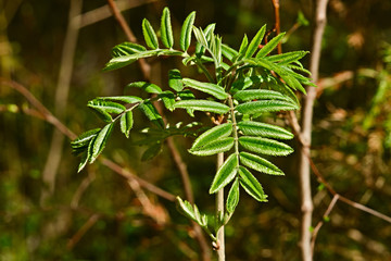 New leaves on a small rowan tree in early spring.