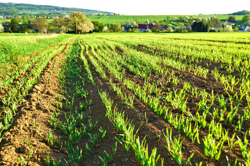 Green wheat if soil, field near the village