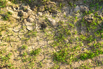 Cracked dry soil with green plants