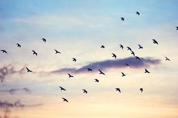 Birds at Sunset