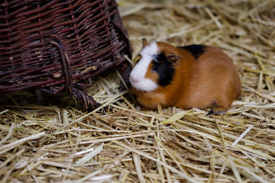 Full body of white-brown-black domestic guinea pig (Cavia porcellus) cavy