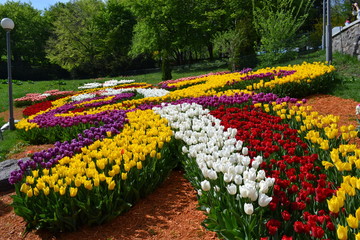 Big plantation of red tulips on sunny day in spring. Manufacture of growing flowers. Flower bed in the form of a petals.