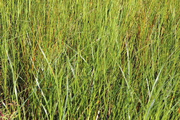 Long Green Grass Background