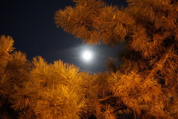 Moon through tree branches