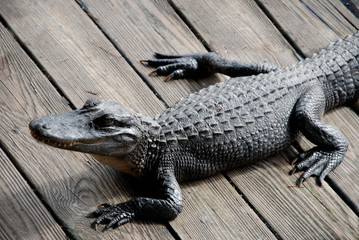 Angry alligator on a wooden dock
