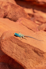 The Sinai agama (Pseudotrapelus sinaitus, formerly Agama sinaita) is an agamid lizard found in arid areas of southeastern Libya, Egypt.