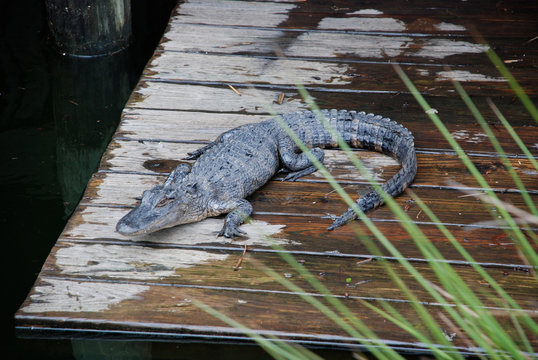 Alligator sunning himself on wooden dock behind wild grasses