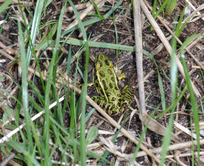 Northern leopard frog hidding in the grass
