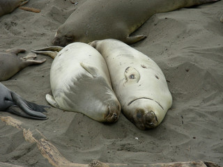 Two lovebird seals taking a nap side-by-side on the beach in California