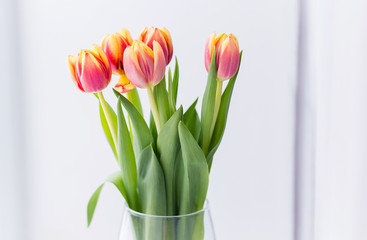 young spring flowers, orange and yellow tulips in a transparent vase on a white background, natural light