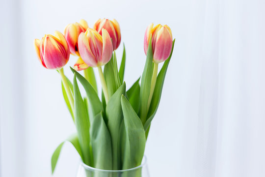 young spring flowers, orange and yellow tulips in a transparent vase on a white background, natural light