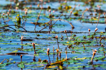 swamp vegetation on the lake in water