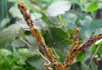 The stick insect Ramulus nematodes