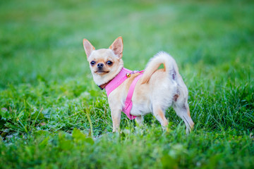 Dog is standing in the garden in summer day.