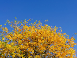 Fototapeta premium Arbres aux feuilles jaunes à l'automne sur un fond de ciel bleu