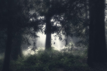 mysterious light in the forest © Wolfgang