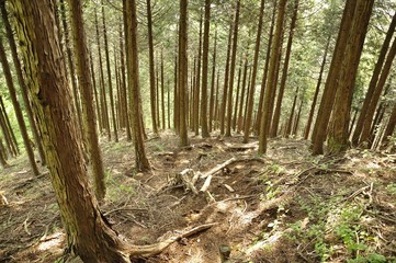 丹沢山地のヒノキ植林帯