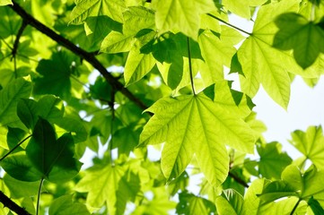 イロハモミジの葉