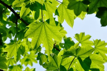 イロハモミジの葉