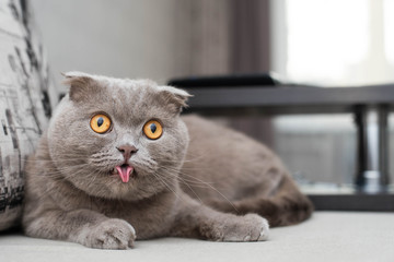 Scottish fold cat at home.