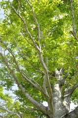 Fototapeta premium 春のブナの木