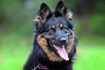 Portrait of head of a Bohemian Shepherd on a green background.