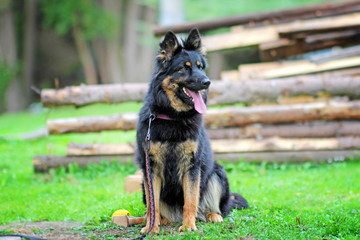 Portrait of a sitting dog. The breed is Bohemian Shepherd.