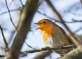 Singendes Rotkehlchen
