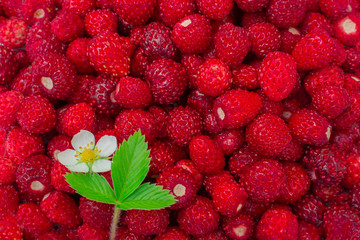 ripe strawberry isolated with flower and leaf-plant-bright red summer background