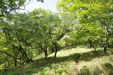 Obraz premium 白馬尾根に咲く満開のシロヤシオ