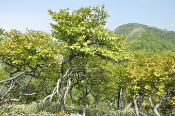 シロヤシオに蛭ヶ岳