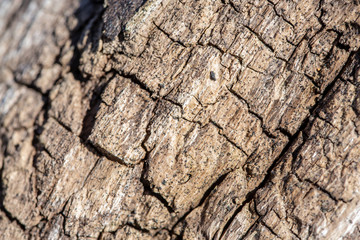 Wood textured background with green moss texture