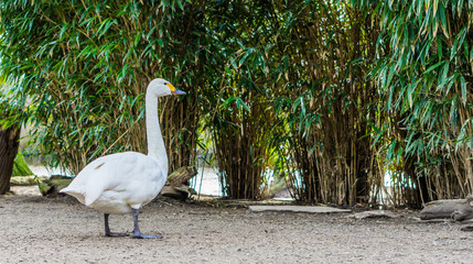 portrait of a bewick's swan, beautiful white water bird from Eurasia