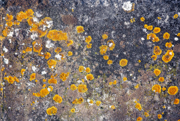 Beautiful Blurred Gray Concrete Wall Yellow Mushroom Lichen Pattern
