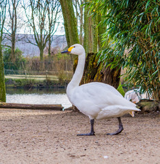portrait of a bewick's swan walking towards the water, beautiful water bird from Eurasia