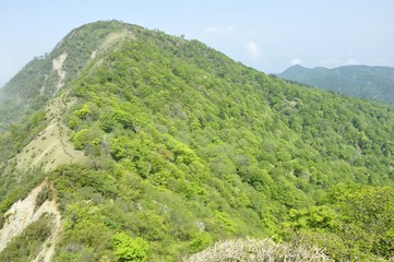Fototapeta na wymiar 新緑の山肌 蛭ヶ岳