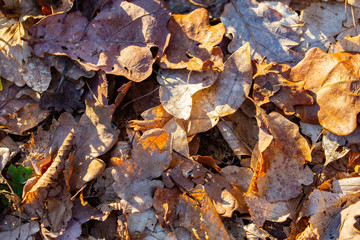Dry leaves shades of brown colors. Close-up. Background
