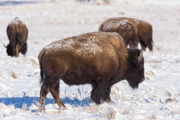 American Bison on the High Plains of Colorado