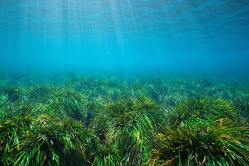 Fototapeta na wymiar Grassy seabed underwater in the Mediterranean sea, neptune grass Posidonia oceanica, Cabo de Gata Nijar, Almeria, Andalusia, Spain