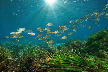 Mediterranean sea school of fish with seagrass and sunlight underwater, Cabo de Gata Nijar, Almeria, Andalusia, Spain
