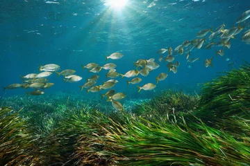 Aluminium Prints Mediterranean Europe Mediterranean sea school of fish with seagrass and sunlight underwater, Cabo de Gata Nijar, Almeria, Andalusia, Spain