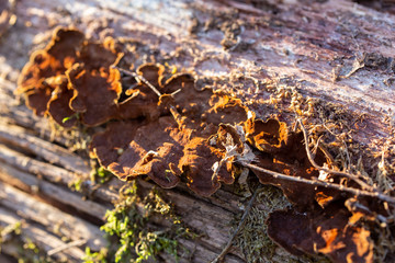 dried tree bark covered with mushrooms in forest