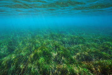 Posidonia oceanica seagrass underwater in the Mediterranean sea, Cabo de Gata Nijar, Almeria, Andalusia, Spain