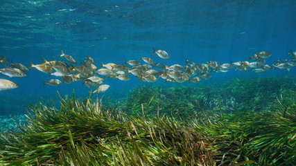 School of fish Sarpa salpa with seagrass Posidonia oceanica underwater in the Mediterranean sea,...