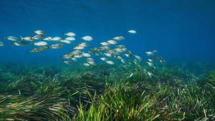 Fototapeta na wymiar Spain underwater Mediterranean sea school of fish with seagrass Posidonia oceanica, Javea, Alicante, Valencia