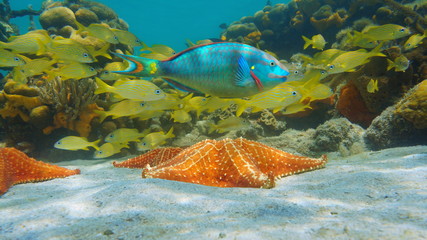 Starfish underwater with colorful tropical fish in the Caribbean sea