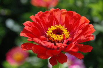 Zinnia