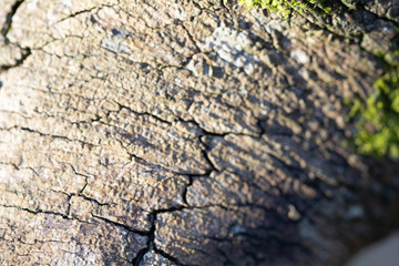 Wood textured background with green moss texture