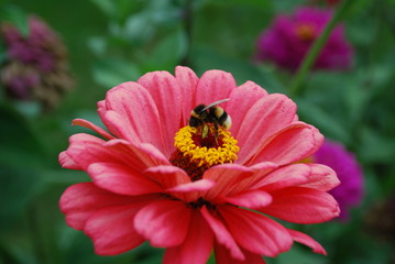 bumblebee